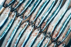 Fish abstract – two rows of fish